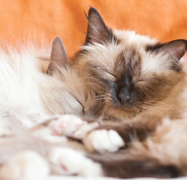 Birman Cat Breed Info