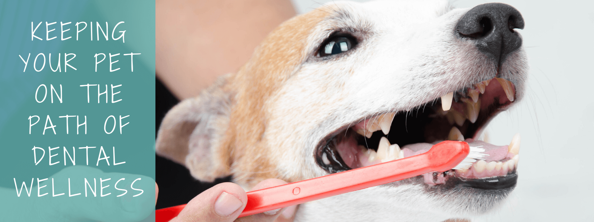 Dog and Cat Dental Maintenance