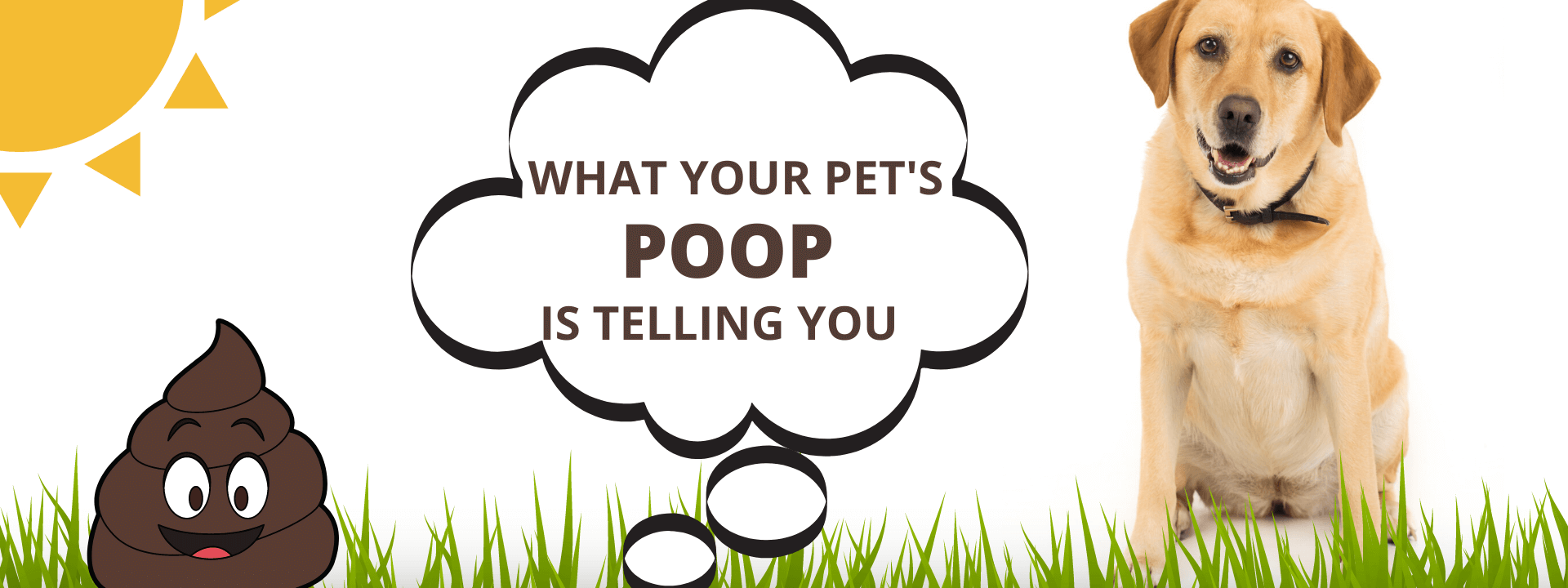 Get the Scoop: What Your Pet’s Poop is Telling You