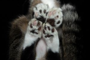 cat toes