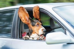 dog hanging head out the window