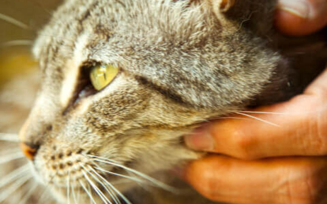 Four Fixes for Feline Behavior Issues