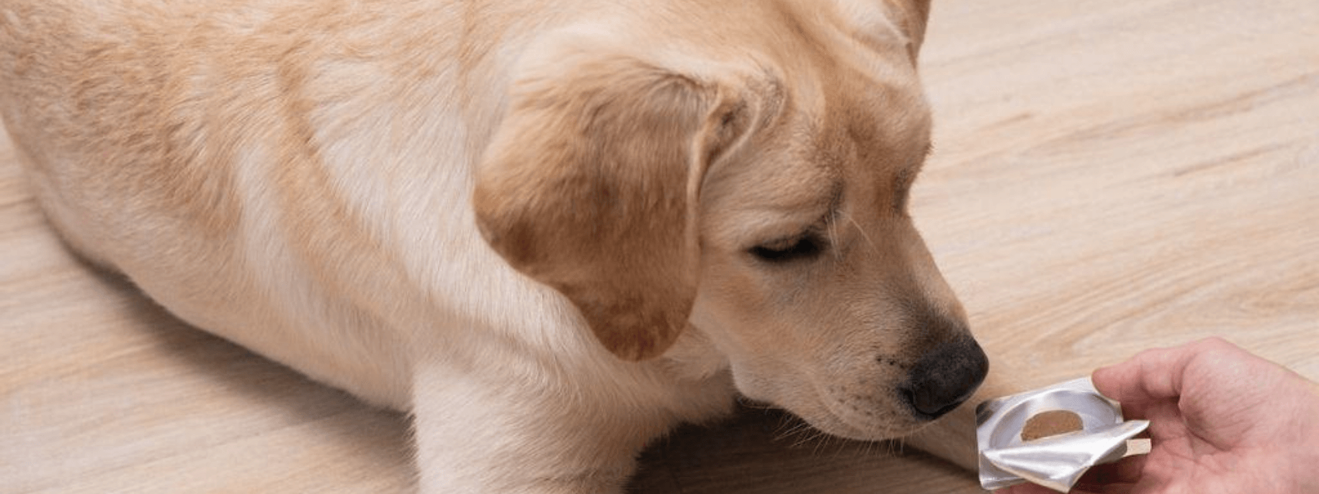 4 Handy and Helpful Tips For Pilling Your Pet