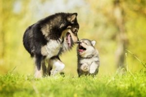 socializing puppies after vaccinations