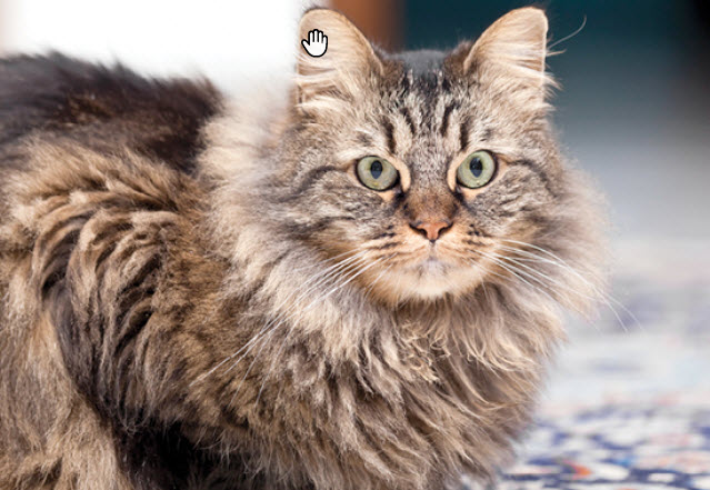 Maine Coon Cat Breed Info