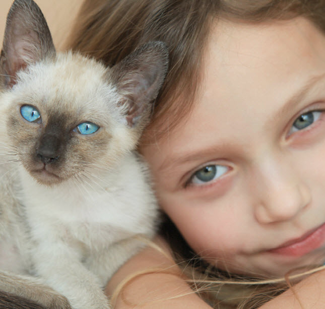 Siamese Cat Breed Info