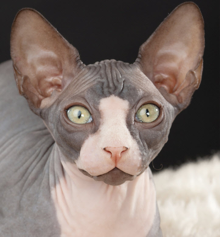 Sphynx Cat Breed Info