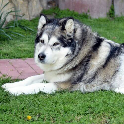 Alaskan Malamute