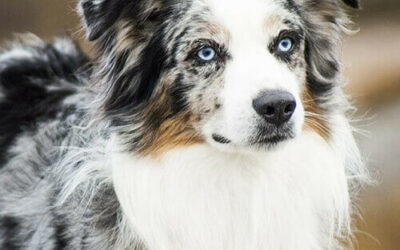 Australian Shepherd