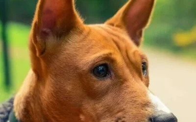 Basenji