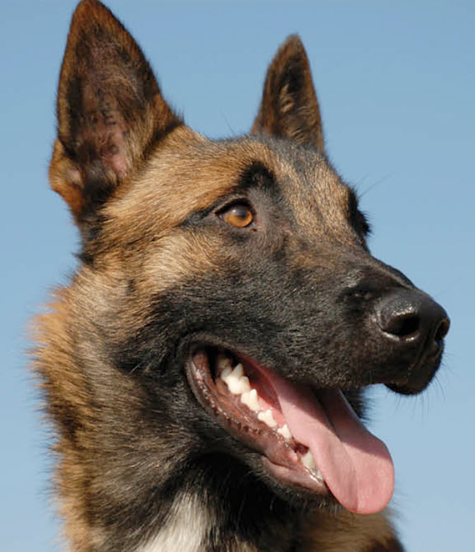 Belgian Malinois Dog Breed Info