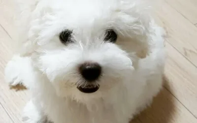 Bichon Frise