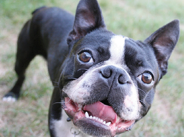 Boston Terrier Dog Breed Info