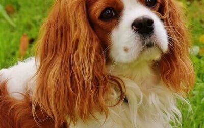 Cavalier King Charles Spaniel