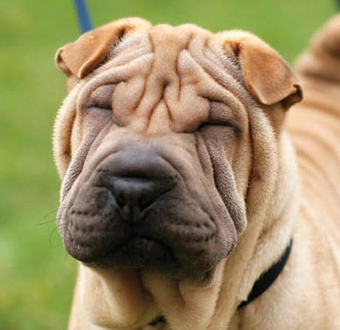 Chinese Shar-Pei