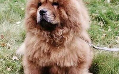 Chow Chow