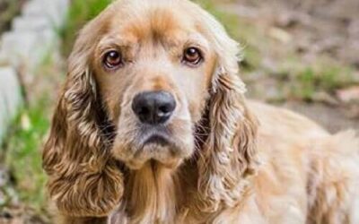 Cocker Spaniel