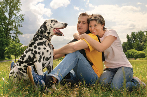 Dalmatian Dog Breed Info