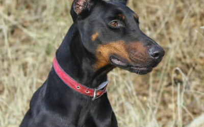 Doberman Pinscher