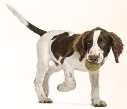 English Springer Spaniel Dog Breed Info