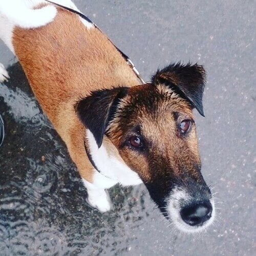 Smooth Fox Terrier