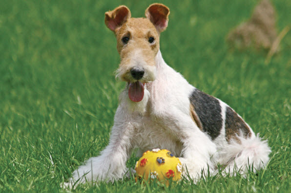 Wire Fox Terrier Dog Breed Info