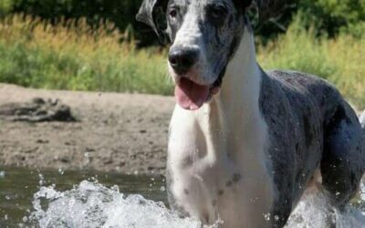 Great Dane