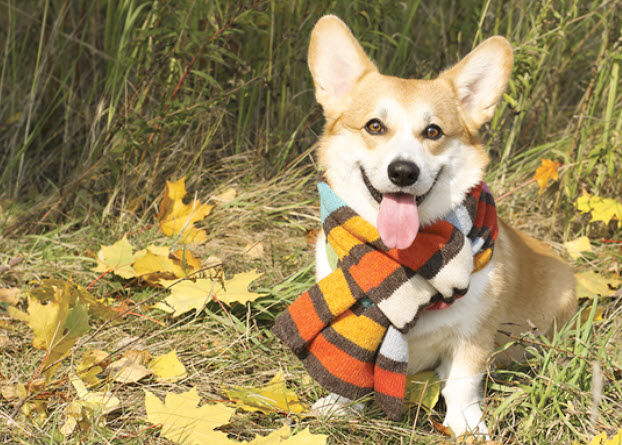 Pembroke Welsh Corgi Dog Breed Info