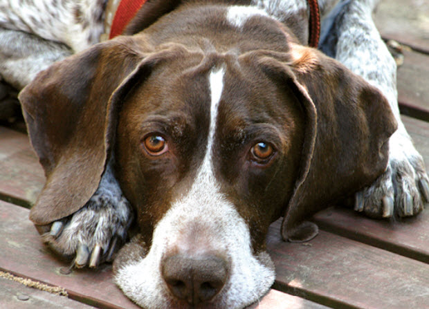 Pointer Dog Breed Info