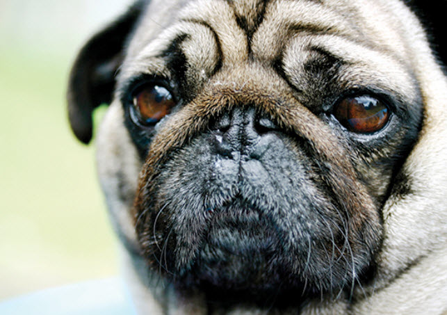 Pug Dog Breed Info