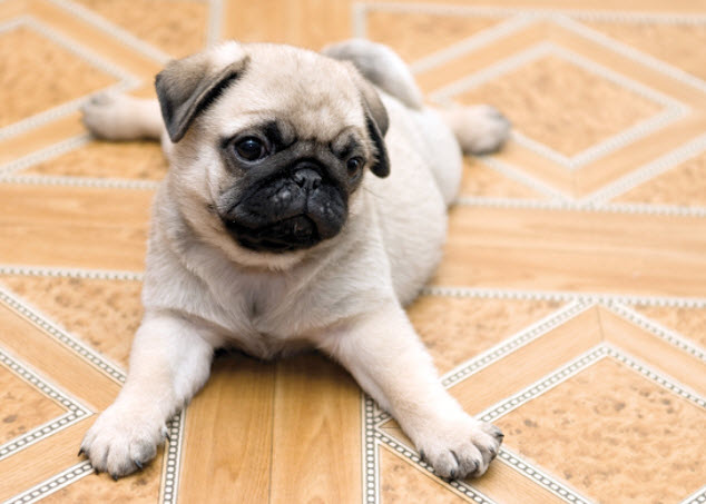 Pug Dog Breed Info