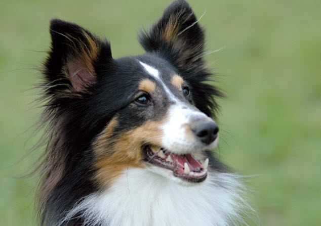 Shetland Sheepdog Dog Breed Info