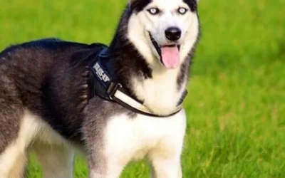 Siberian Husky