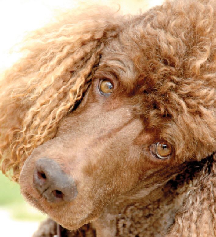 Standard Poodle Dog Breed Info